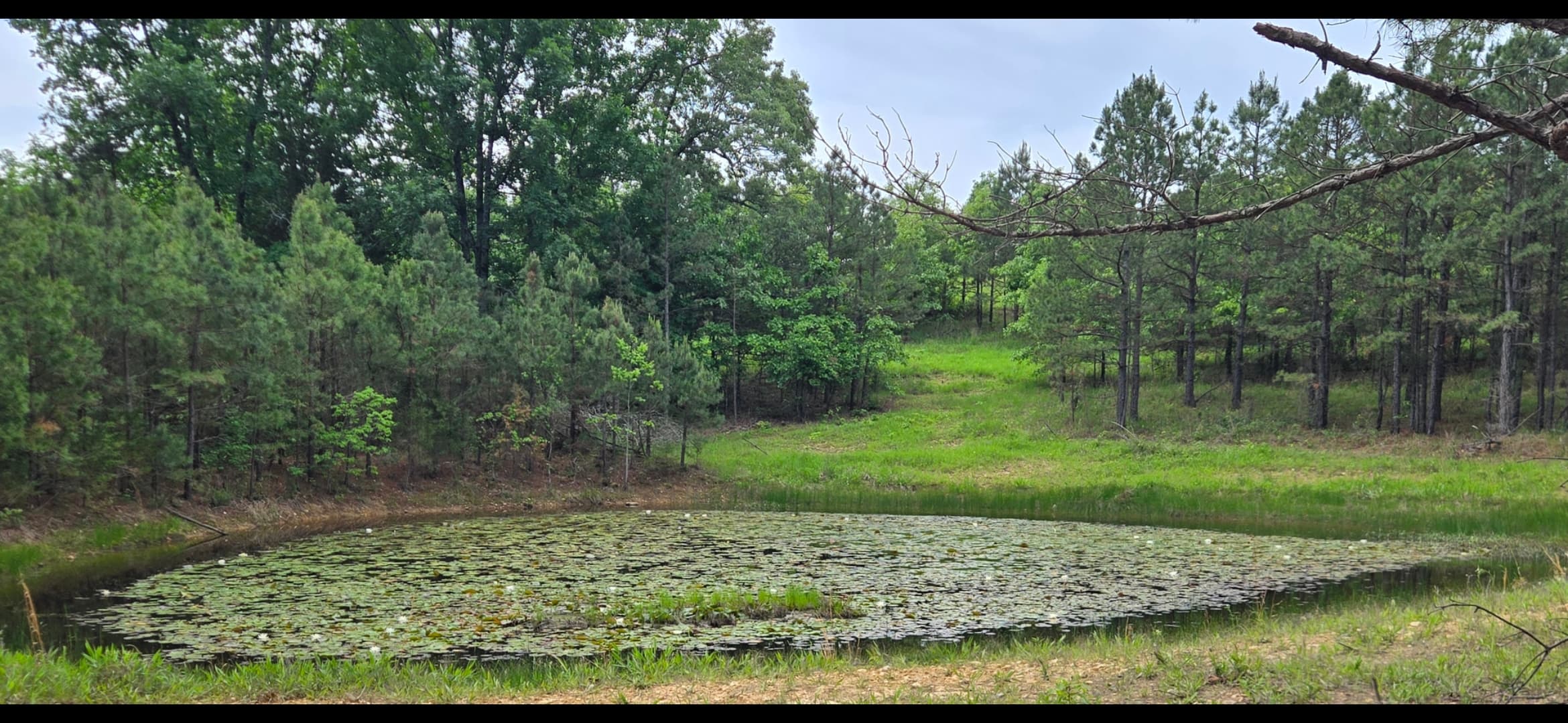 Lily pads blooming